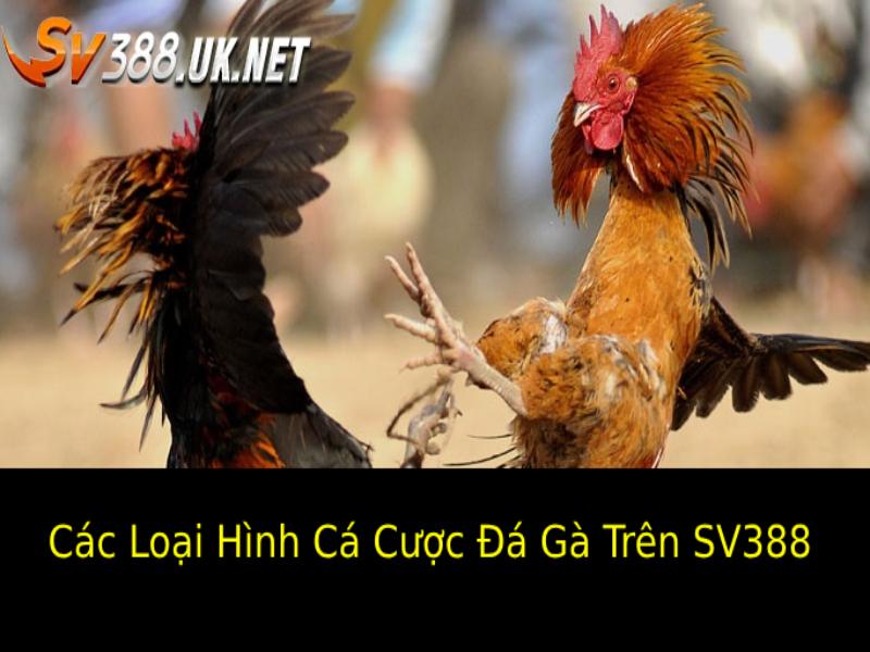 Các Loại Hình Cá Cược Đá Gà Trên SV388 Cơ Bản Được Yêu Thích 