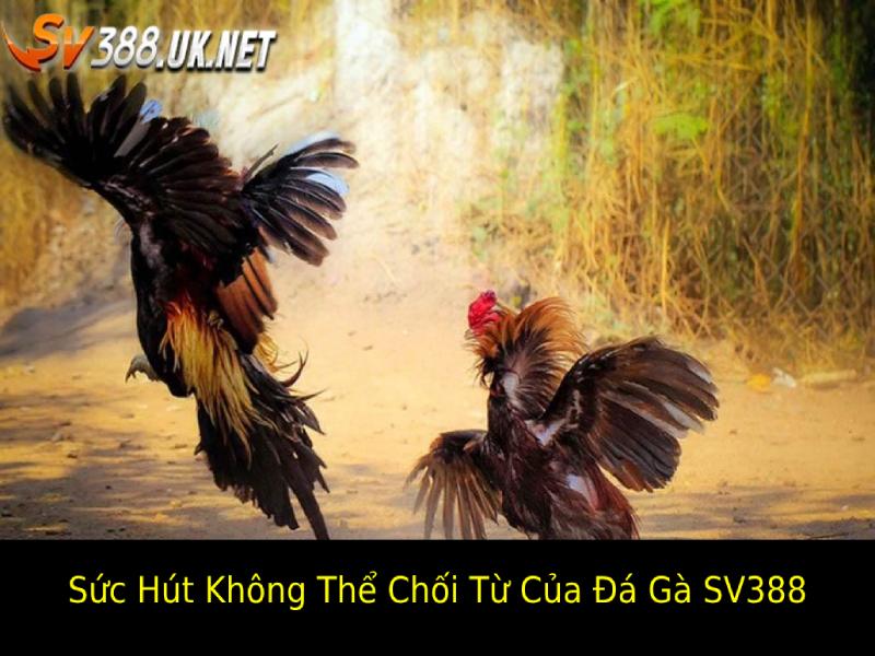 Sức Hút Không Thể Chối Từ của Đá Gà SV388