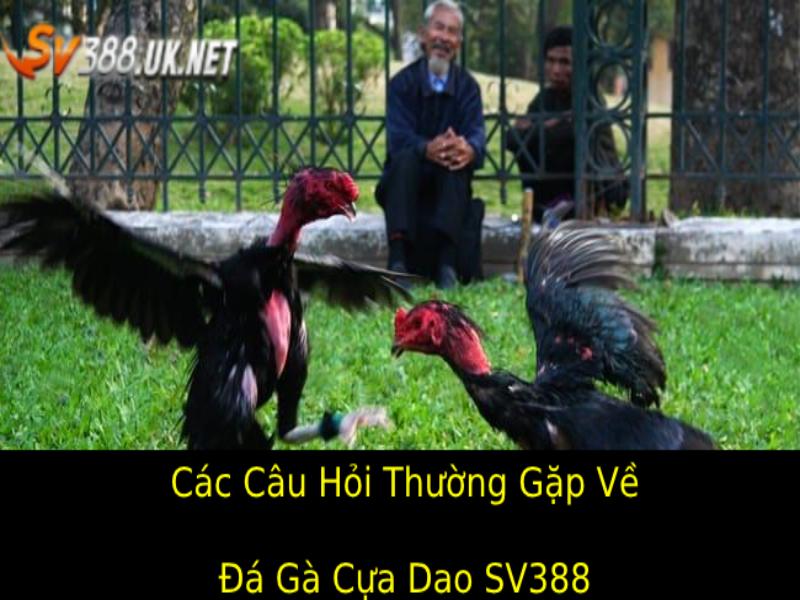 Các câu hỏi thường gặp về Đá gà cựa dao SV388