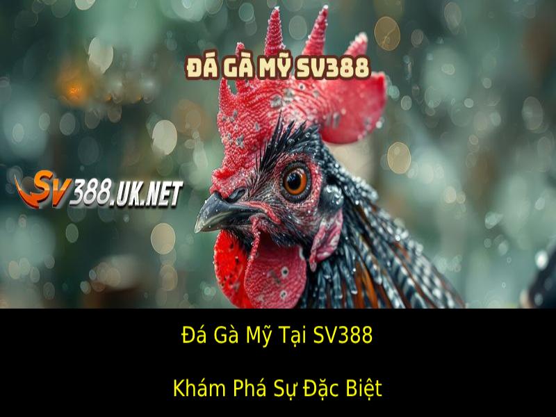 Khám Phá Sự Đặc Biệt Của Đá Gà Mỹ Tại SV388