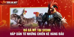 Đá Gà Mỹ Tại SV388 – Hấp Dẫn Từ Những Chiến Kê Hàng Đầu