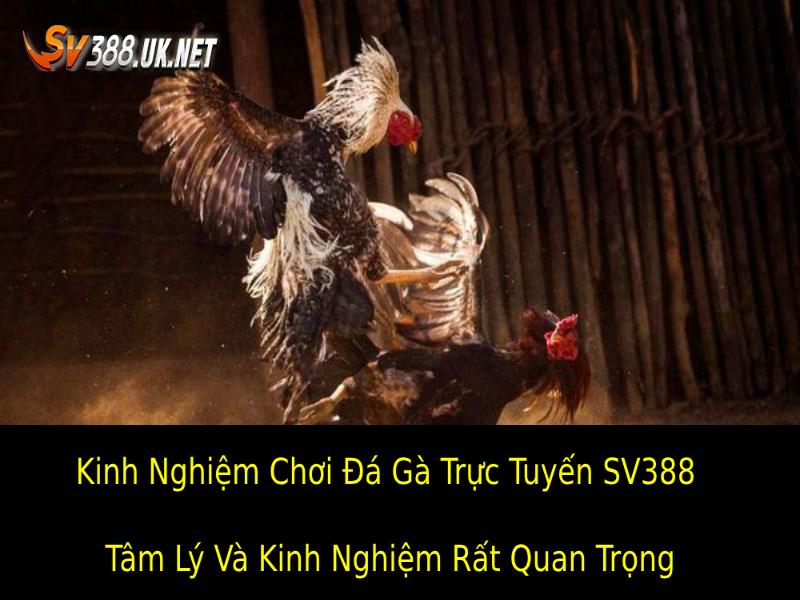 Kinh Nghiệm Chơi Đá Gà Trực Tuyến SV388 - Có 2 Thứ Rất Quan Trọng Tâm Lý Và Kinh Nghiệm 