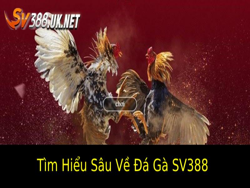 Tìm Hiểu Sâu Về Đá Gà SV388