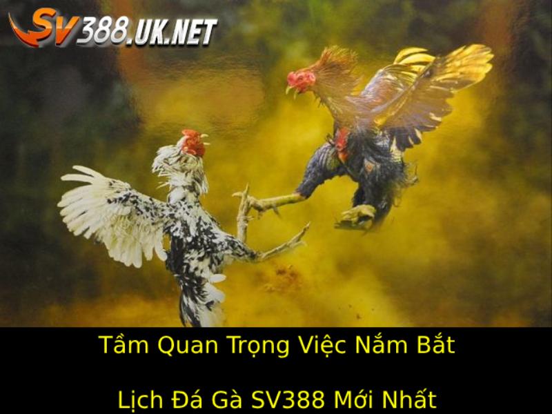 Tầm Quan Trọng Của Việc Nắm Bắt Lịch Đá Gà SV388 Mới Nhất