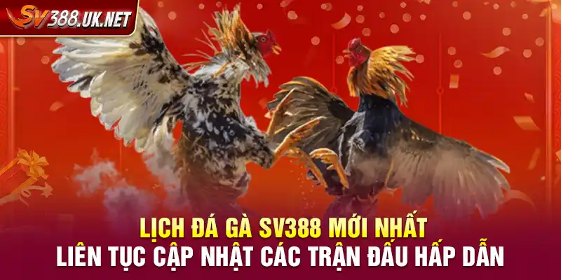 Lịch Đá Gà SV388 Mới Nhất – Liên Tục Cập Nhật Các Trận Đấu Hấp Dẫn