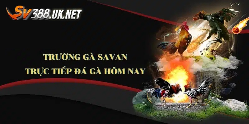 Thông tin về trực tiếp đá gà Savan