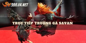 Trực Tiếp Đá Gà Savan - Những Trận Đấu Hay Nhất Hành Tinh